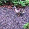Our Altenheim duck